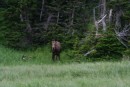 Newfoundland moose