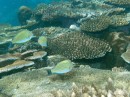 Fijian reef