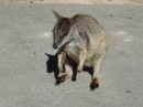 Allied wallaby