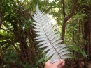 The Silver Fern. Green on one side, silver on the other. True New Zealand!