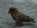Kea. The delinquent teenagers of the parrot world.