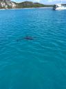 Our dolphin friend