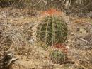 Cactus on Buck Island