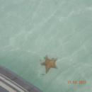 Sea star near Green Island