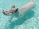 Swimming pig at Big Majors Cay