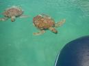 Sea Turtles at Crab Cay