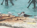 Birds at Garden Key