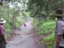 An Orangutan walking along the path. Just ut n the jungle.