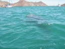 Whale shark in the anchorage.... don