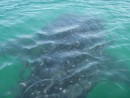 20 ft long whale shark off La Paz