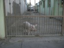 A guard pig on duty in downtown La Paz