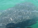 Our panga driver had a tough time finding this one fella.  Most of the whale sharks have moved on and we were lucky to have found one.