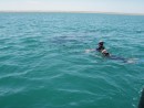 The water is a little cool at 70 F.  Wetsuits and adrenaline keep you warm while swimming hard to keep alongside the whale shark.
