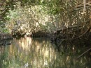 The mangroves and the sunshine shining through the leaves is spectacular.