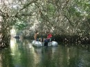 It is nice and cool under the canopy of the mangroves.