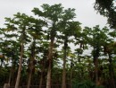 A Mango plantation.