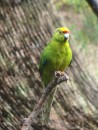 Yellow Crowned Parakeet