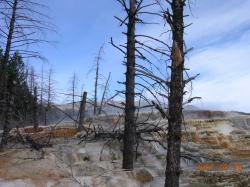 USA/Wyoming : Minerva Terrace by Mammoth Hot Springs in Yellowstone N. P.  -  08.2007
