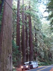 USA/California : Redwood N. P.  -  10.2008