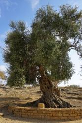 Italy /Sicily : 500-600 year old olive tree in valley of temples - Agrigento - 09.20 - Italy /Sicily 