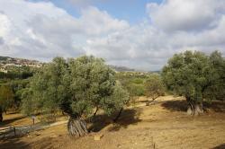 Italy /Sicily : Valley of temples - Agrigento - 09.20 - Italy /Sicily 