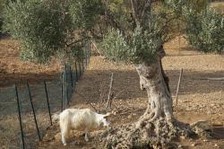 Italy /Sicily : Girgentana goat - valley of temples - Agrigento - 09.20 - Italy /Sicily 