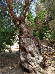 Spain/Mallorca 2019: Very old olive tree in Pollensa  -  July 2019  -  Spain/Mallorca