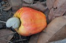 cashewnut fruit