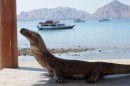 this one is is yust a wooden one, Komodo Island.