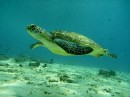 Turtle, Gili Air