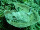 white smallscale Scorpionfish, 