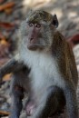 Monkey forest, Lombok