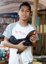 importend, the fighting rooster in indonesia