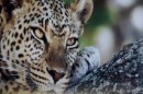 Leopard in Kruger National Park  -  16.11.2014  -  Southafrica