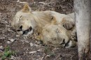 Lion group/Löwen in Kruger National Park  -  15.11.2014  -  Southafrica