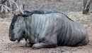 Blue Wildebeest/Streifengnu in Kruger National Park  -  15.11.2014  -  Southafrica