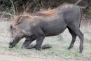Warthog/Warzenschwein in Kruger National Park  -  15.11.2014  -  Southafrica