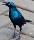 Cape Glossy Starling in Kruger National Park  -  15.11.2014  -  Southafrica