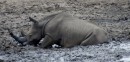 Rhino/Breitmaulnashorn in Kruger National Park  -  15.11.2014  -  Southafrica
