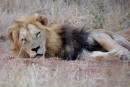 Lion/ Löwe in Kruger National Park  -  15.11.2014  -  Southafrica