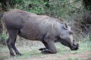 Warthog/Warzenschwein in Kruger National Park  -  16.11.2014  -  Southafrica