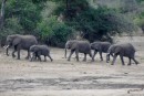 Elephant group in Kruger National Park  -  14.11.2014 - Southafrica
