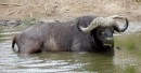 Buffalo/Büffel in Kruger National Park  -  15.11.2014  -  Southafrica