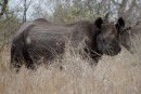 Rhinoceros/Spitzmaulnashorn in Kruger National Park  -  14.11.2014  -  Southafrica