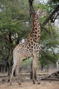 Giraffe in Kruger National Park  -  14.11.2014  -  Southafrica