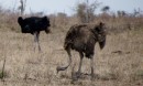 Ostrichs/Strauße in Kruger National Park  -  15.11.2014  -  Southafrica