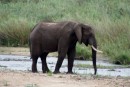 Elephant in Kruger National Park  -  15.11.2014  -  Southafrica