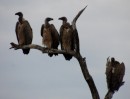 Vultures/Aasgeier in Kruger National Park  -  15.11.2014  -  