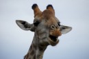 Giraffe in Kruger National Park  -  15.11.2014  -  Southafrica