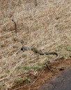 Snake/Schlange in Kruger National Park  -  14.11.2014  -  Southafrica